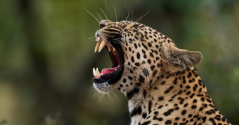 Meet the Leopards of YouTube